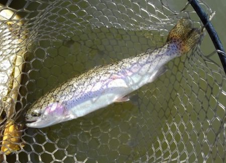 大安トラウトレイク 釣果